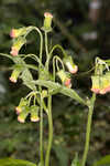 Redflower ragleaf